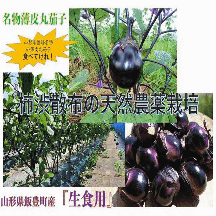 大評判 野菜 ナス 早期予約 山形県飯豊町産 名物薄皮丸茄子 生 1Kg /袋 産地直送 ...