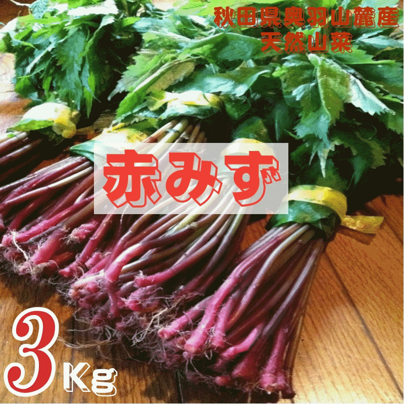 天然山菜 完全予約販売 秋田県産天然みず ウワバミソウ 3Kg 産地直送 送料無料