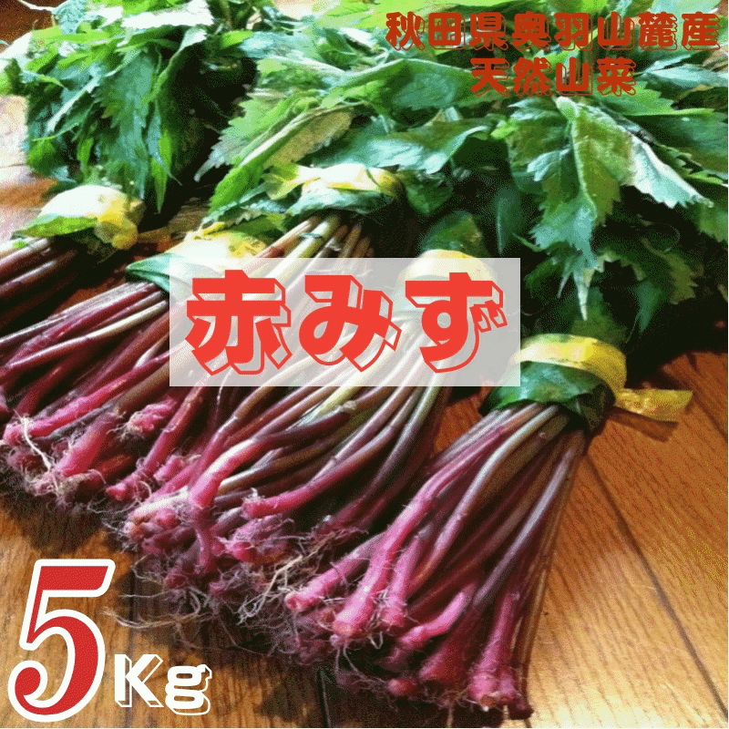 ŷ ͽ ĸŷߤ Хߥ 5Kg ľ ̵