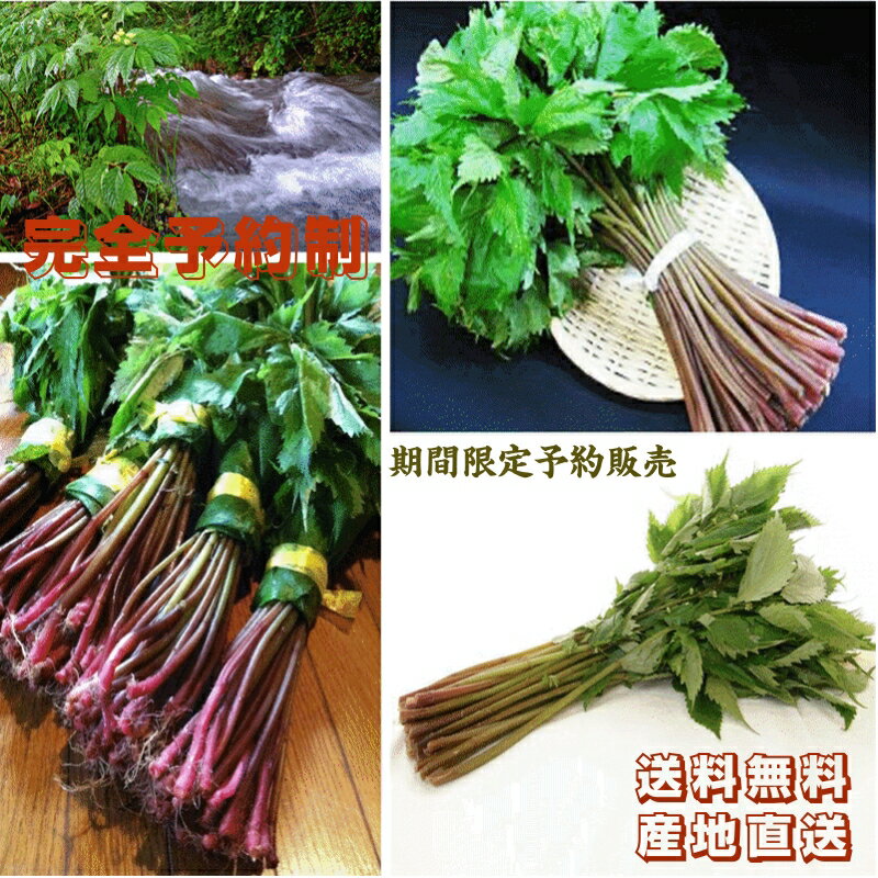 天然山菜 完全予約販売 秋田県産天然みず ウワバミソウ 1Kg 産地直送 送料無料