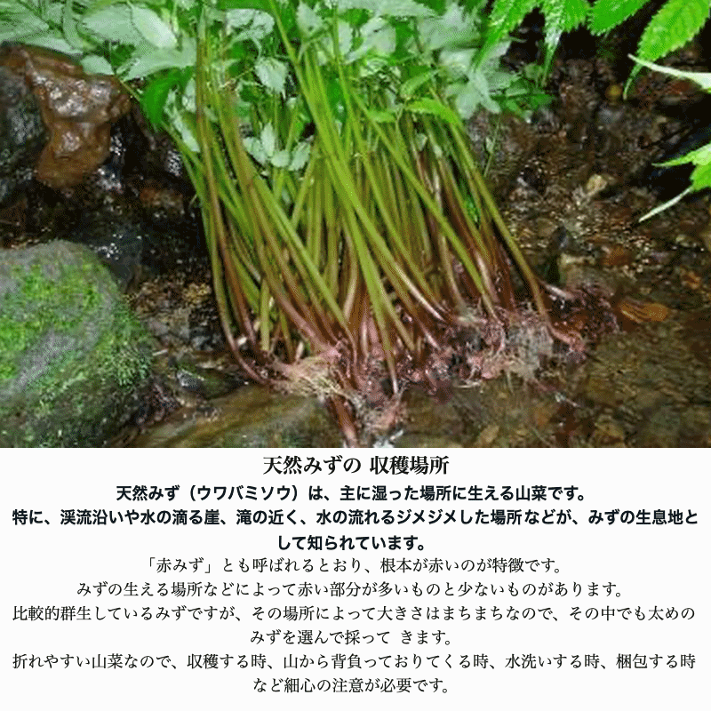 天然山菜 完全予約販売 秋田県産天然みず ウワバミソウ 1Kg 産地直送 送料無料