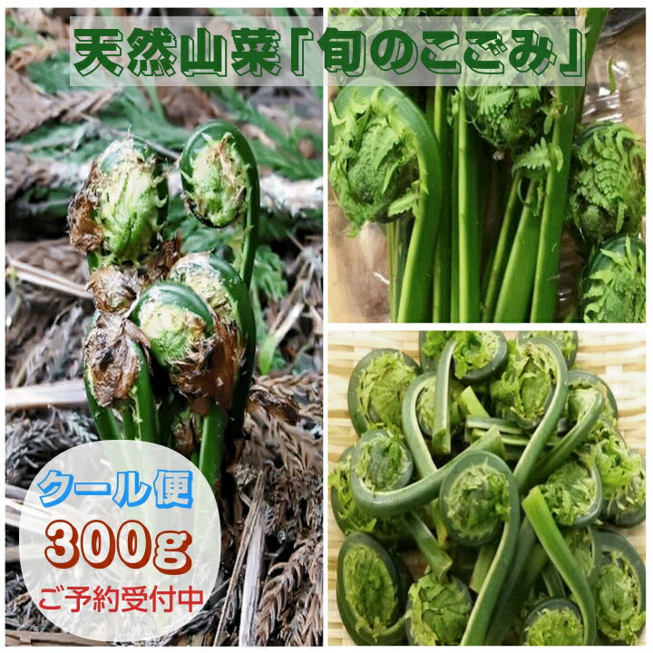 こごみ（山菜｜野菜・きのこ）：食品の通販