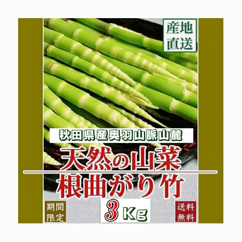 天然山菜 天然根曲がり竹/3Kg自然の恵み 限定予約販売 秋田県奥羽山脈連峰 送料無料 クール便