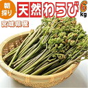 早期予約受付中 天然山菜 天然生わらび/6Kg 宮城県産 自然の恵み 限定予約販売 送料無料