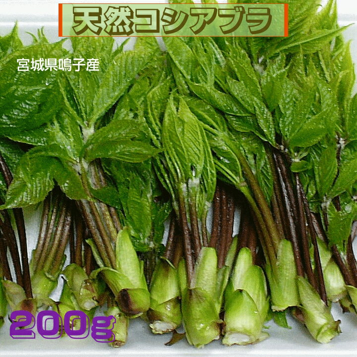 山菜 早期予約 宮城県奥羽山麓産 天然山菜 山菜の女王　こしあぶら 200g 自然の恵み　限定販売 送料無料