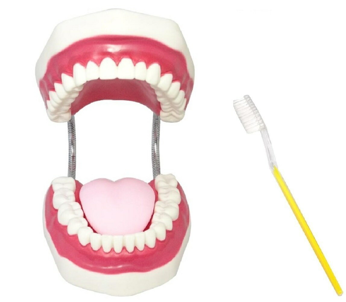 【31日限定全品P5倍】 歯列模型 大型モデル 歯模型 歯ブラシセット 送料無料