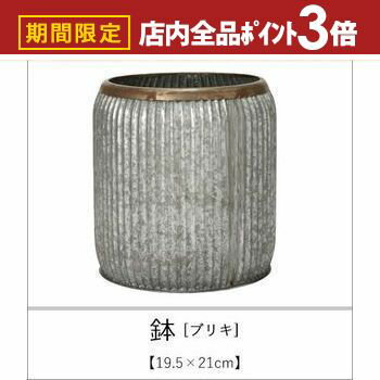 �ں���3,000��OFF�����ݥ�ͭ��PT3�ܡ������ѡ�SALE��ȭ �֥ꥭ ��46��51cm | ����ȭ ȭ ȭ���� �ݥå� �����ǥ˥� �褻���� ����ץ� ...