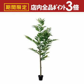 �ں���3,000��OFF�����ݥ�ͭ��PT3�ܡ������ѡ�SALE�ۥե��������꡼�� �����ҡ��ĥ꡼ | �͹���ʪ ¤�� �ե����� ���꡼�� ����ƥꥢ ���ե��� ...