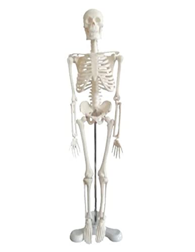 人体骨格模型 肩関節が自由に動かせる 全身骨格模型 直立型 関節可動 骸骨 教材 45センチ 1/4モデル (45センチ 1/4縮小モデル)