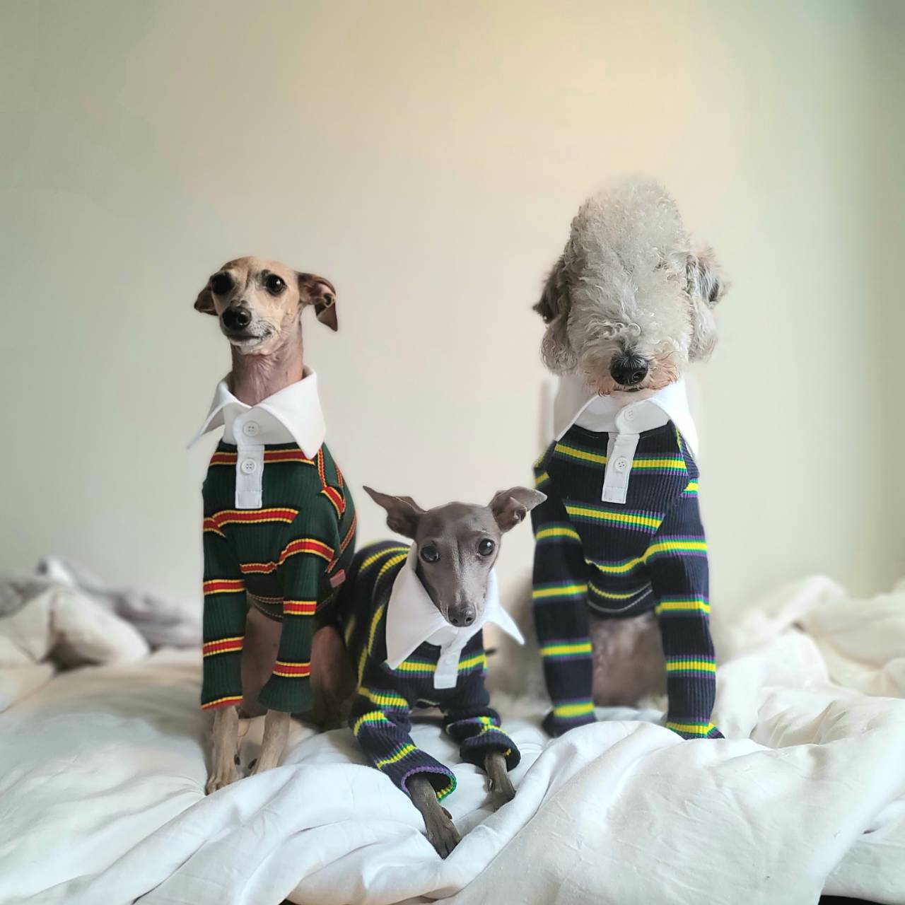 イタグレ 服 犬服 長袖ラガーシャツ イタグレ 服 ベドリントンテリア 服 イタリアン グレーハウンド イタリアングレイハウンド ウィペット 犬 服 春 夏 秋 doggystar ドッギースター【イタグレ服のコカパパ】【イタグレ服春夏秋冬アイテム】