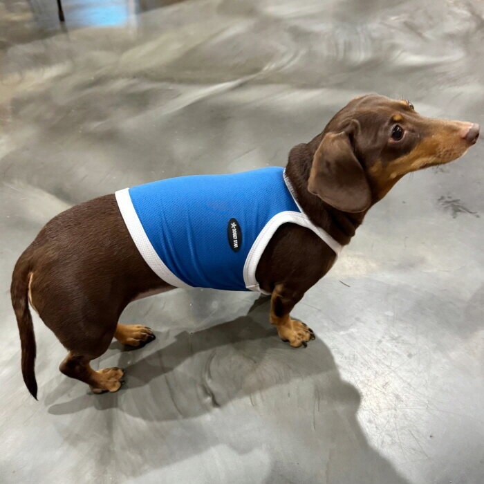 【doggystar ドッギースター】ダックスフンド 服 接触冷感 ひんやり スポーツ クール クロップド タンクトップ 小型犬 中型犬 冬 ダックス おしゃれ 犬 洋服