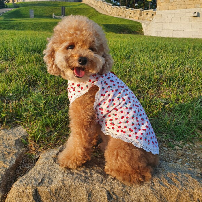 犬服 レースが かわいい イチゴ 服 春夏秋冬 インナー としてok