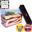 【送料無料】Umora アリの巣 アリ飼育キット 石膏製巣箱 アリ観察キット アリ城 蟻用飼育ケース アリ飼育箱 昆虫 自由研究 観察日記 教育玩具 蟻なし