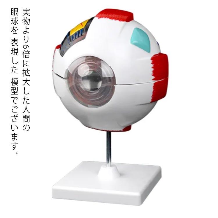 眼球医療用模型 Amazon.co.jp: 眼球モデル 人間 眼球 模型 視神経 ショー角膜 レンズ