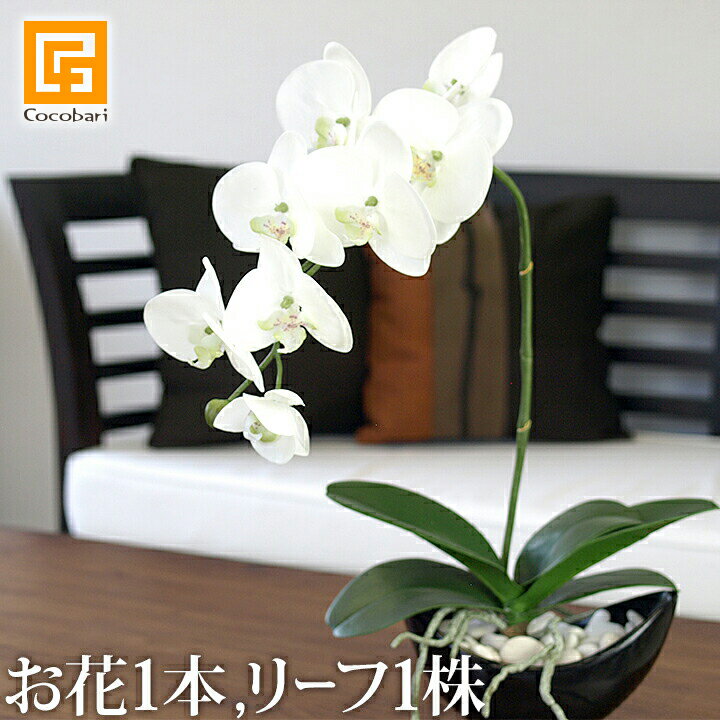 胡蝶蘭(ホワイト)(お花1本＆リーフ1株)セット