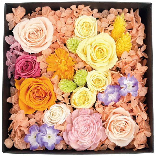 �ץꥶ���֥ɥե� �������󡦥ե�� 2026-pr-tr-op�ʥȥ��ԥ���� ��� ��ˤ� ���� ��� ��ǰ�� �л���ˤ� �ץ쥼��� �����ˤ� �ƶ��� ...