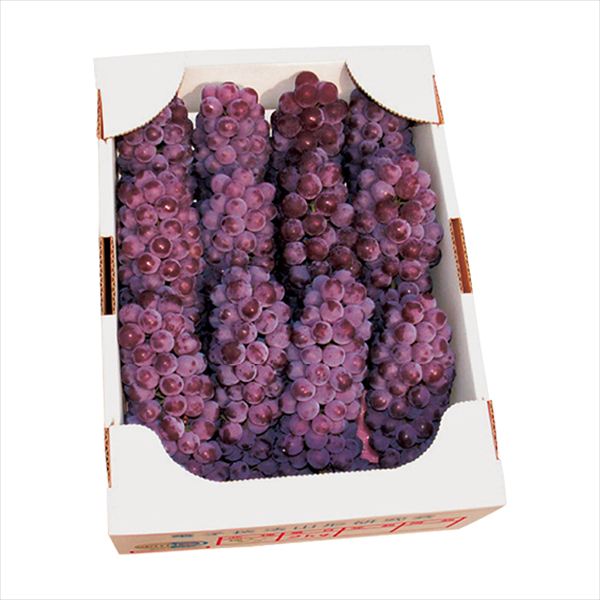 山形産 デラウエアー 2kg DR-88G 内祝 内祝い お祝 御祝 記念品 出産内祝い プレゼント 快気祝い 粗供養 引出物