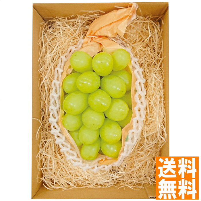 送料無料 山梨県又は長野県産シャインマスカット1房 (お届けは7月下旬)※(注)沖縄・離島は配達不可 全国送料無料 お中元 ギフト 早割 お中元 2025 御見舞 お見舞い お取り寄せ グルメスイーツ