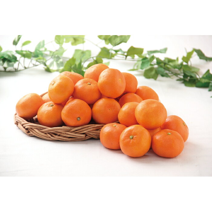 ■お歳暮商品■商品内容：香川県産 金時紅みかん（5kg）■出荷期間：12月5日?12月25日出荷■お申込期限：申込み期限12月10日迄 メーカー希望小売価格はメーカーカタログに基づいて掲載しています ■さまざまなギフトアイテムをご用意しております。 内祝　内祝い　お祝い返し　ウェディングギフト　ブライダルギフト　引き出物　引出物　結婚引き出物　結婚引出物　結婚内祝い　出産内祝い 命名内祝い　入園内祝い　入学内祝い　卒園内祝い　卒業内祝い　就職内祝い　新築内祝い　引越し内祝い　快気内祝い　開店内祝い　二次会 披露宴　お祝い　御祝　結婚式　結婚祝い　出産祝い　初節句　七五三　入園祝い　入学祝い　卒園祝い　卒業祝い　成人式　就職祝い　昇進祝い 新築祝い　上棟祝い　引っ越し祝い　引越し祝い　開店祝い　退職祝い　快気祝い　全快祝い　初老祝い　還暦祝い　古稀祝い　喜寿祝い　傘寿祝い 米寿祝い　卒寿祝い　白寿祝い　長寿祝い　金婚式　銀婚式　ダイヤモンド婚式　結婚記念日　ギフト　ギフトセット　セット　詰め合わせ　贈答品　お返し お礼　御礼　ごあいさつ　ご挨拶　御挨拶　プレゼント　お見舞い　お見舞御礼　お餞別　引越し　引越しご挨拶　記念日　誕生日　父の日　母の日　敬老の日 記念品　卒業記念品　定年退職記念品　ゴルフコンペ　コンペ景品　景品　賞品　粗品　お香典返し　香典返し　志　満中陰志　弔事　会葬御礼　法要 法要引き出物　法要引出物　法事　法事引き出物　法事引出物　忌明け　四十九日　七七日忌明け志　一周忌　三回忌　回忌法要　偲び草　粗供養　初盆 供物　お供え　お中元　御中元　お歳暮　御歳暮　お年賀　御年賀　残暑見舞い　年始挨拶　ボーリング大会　景品　レミパン　ゼリー　スターバックス 千疋屋　結婚式　そうめん　ローラアシュレイ　プリン　話題　ディズニー　カタログギフト　ティファール　ビタクラフト　ステンレスタンブラー　リラックマ のし無料　メッセージカード無料　ラッピング無料 ギフトにぴったりのアイテムをご紹介！ 贈り物に悩んでいる方へ、心温まるギフトアイテムを取り揃えました。高品質な食品、ふわふわのタオル、美しい食器、そしてセンスあふれる雑貨まで、幅広いラインナップであなたの大切な人への思いを伝えます。 特徴 高品質：厳選された素材と丁寧な製造工程で作られた商品ばかり。どれも長く愛用いただけます。 多用途：どんなシーンでも使える万能アイテムが揃っています。誕生日、結婚祝い、新築祝いなど、さまざまな場面に最適です。 デザイン：シンプルで洗練されたデザインから、カラフルで個性的なものまで、多彩なバリエーションをご用意。 お手頃価格：高品質ながら手ごろな価格で、コストパフォーマンスも抜群。 おすすめの用途とシーン 誕生日プレゼント：大切な人の特別な日を祝うために、実用的かつ心温まるギフトを。食品やタオルは、日常で役立つアイテムとして喜ばれます。 結婚祝い：新しい生活を始めるカップルに、美しい食器やおしゃれな雑貨を。幸せな家庭を築くお手伝いができます。 新築祝い：新しい家に引っ越した友人や家族へ、インテリアにぴったりの雑貨や実用的なタオルを。快適な生活をサポートします。 お返しギフト：感謝の気持ちを込めて、おしゃれで実用的なアイテムを。食品はもちろん、使い心地の良いタオルや美しい食器も喜ばれます。 季節の贈り物：お中元やお歳暮、季節の挨拶として、季節に合ったギフトを。夏には涼しげな雑貨、冬には温かみのあるタオルや食品が最適です。 贈る相手に合わせたおすすめ グルメな方へ：美味しい食品を贈れば、食卓が一層華やかに。特別な時間を演出します。 家庭的な方へ：ふわふわのタオルや使いやすい食器で、日常生活に彩りを。 オシャレな方へ：センスあふれる雑貨で、インテリアを一層魅力的に。 まとめ あなたの気持ちを込めたギフト選びをお手伝いします。どれも心を込めて選んだアイテムばかりです。大切な人への贈り物として、自信を持っておすすめします。 商品概要 [分類] 以下のような商品をお探しの方にオススメです。スイーツ スィーツ スウィーツ Sweets ケーキ お菓子 洋菓子 デザート おやつ 小腹対策 食品 食べ物 / チョコレートケーキ チョコレート ガトーショコラ チーズケーキ 生菓子 生ケーキ ベイクドチーズケーキ [評価・マスコミ] ランキング1位のおすすめ(お勧め オススメ) インスタ映え SNS 評判 今話題の人気商品 [サービス] 以下のサービスをご利用いだだけます。不可の場合あり。お取り寄せ 全国配送 全国発送 オーダー 注文 デリバリー 取寄せ 宅配 ネット通販 持ち運び可 / 送料無料 送料込み 無料ギフト対応 日持ち長い 長期保存 賞味期限が長い 名入れ 当日発送 お急ぎ便 即日配送 即日発送 翌日配送 翌日発送 前日に買う あす楽 明日楽 即納 翌日 あす着 明日届く 配送日指定可 冷凍保存可 冷凍保管 冷凍便 ギフトラッピング ギフト対応 予約 メッセージ付き 有料メッセージカード 有料お誕生日カード ホワイトデー当日お届け可能 [パッケージ] 　 以下のような包装でお届けします。詰め合わせ セット アソート 化粧箱入り ラッピング不要 個包装 小分け 手提げ袋（有償） 2重梱包 [デザイン] 以下のようなイメージをお求めの方におすすめです。お洒落 可愛い ゴージャス 高級感 プレミアム サプライズ感 美しい インパクト 面白い 珍しい 希少 驚き シンプル 上品 スタイリッシュ エレガント モダン [ご用途] 工夫次第で様々な用途でご利用いただけます。贈り物 プレゼント ギフト プチギフト 贈答品 お祝い 御祝い 退職祝い 内祝い 出産祝い 出産内祝い 入学祝い 卒業祝い ご褒美 手土産 お土産 お使い物 お返し お礼 ご挨拶 ご進物 お配り 配る ばらまき バレンタインデー バレンタインデイ ヴァレンタイン 友チョコ 義理チョコ 本命チョコ 逆チョコ バレンタインチョコ ホワイトデー ホワイトデイ ホワイトデーのお返し 七五三 ひな祭り こどもの日 ハロウィン クリスマス お中元 お年賀 ウインターギフト 御中元 御歳暮 サマーギフト 残暑見舞い お歳暮 母の日 父の日 敬老の日 敬老会記念品 敬老会 結婚祝い 結婚内祝い 結婚記念日 結婚式二次会 二次会のプチギフト 結婚披露宴の引き出物 引き菓子 ウエディングパーティー 成人祝い 長寿祝い 還暦祝い 古希祝い 古稀祝い 喜寿祝い 傘寿祝い 米寿祝い 卒寿祝い 白寿祝い 紀寿祝い 百寿祝い 成人式 セレモニー イベント 内祝い 快気祝い 快気内祝い 出産内祝い 出産祝い 記念日 お返し ご進物 御使い物 お礼 ご挨拶 御礼 ご祝儀 祝儀の品 お使い物 ノベルティー 粗品 景品 長寿 法事 法要 仏事 年忌法事 志 粗供養 供養返し 香典返し 満中陰志 御供え お供え 御供物 弔事 七五三 ひな祭り 入学祝い 卒業祝い 卒園祝い 退職祝い 入社祝い 成人式 成人式のお祝い 朝食 食事代わり ティータイム ブレイクタイム ホームパーティー クリスマスケーキ 誕生日プレゼント 誕生祝い バースデーケーキ 学校 会社 職場 法人 取引先 部活 イベント サークル 介護施設 [おすすめの方] 以下のような様々なお客様にお喜びいただいております。10代 20代 30代 40代 50代 60代 70代 80代 90代 100歳以上 お母さん お父さん ママ パパ 兄弟姉妹 彼氏 彼女 恋人 義理の母 叔父さん 親戚の お嬢さん 大家族 家族 赤ちゃん 祖父 祖母 叔父 叔母 孫 おじいちゃん おばあちゃん じいじ ばあば 夫 旦那 妻 奥様 お嫁さん 奥さん 親 両親 娘 同僚 友達 仲間 友人 親友 上司 部下 先輩 後輩 お世話になった方 恩師 先生 大人数 女友達 法人 女性 男性 大人 子ども 子供用 小学生 中学生 高校生 男の子 女の子 辛党 甘党 甘いものが苦手 高齢者 お年寄り [その他おすすめ] 以下のような商品に興味のある方にもオススメです。大量 大量購入 財布に優しい 大人数 業務用 大量スイーツ お試し コスパ良い /香川県産 金時紅みかん（5kg）