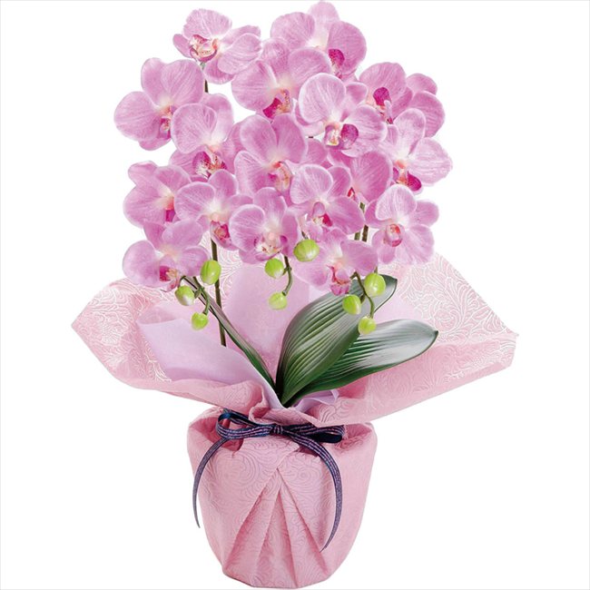 ����� �����ƥ��ե������ե� �ߥ˸�ĳ��3��Ω�����ե�å���ԥ� 25-MD-06-FP �����Ϥ���5/8��10�����ջ����Բ� ����̵�� ����� �����...