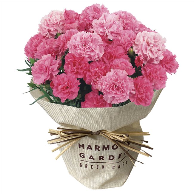 ����� �����͡�����󡦥ۥåȥϡ���5�� �����Ϥ���5/8��10�����ջ����Բ� ����̵�� ����� ����� ���ե� ������ ��������