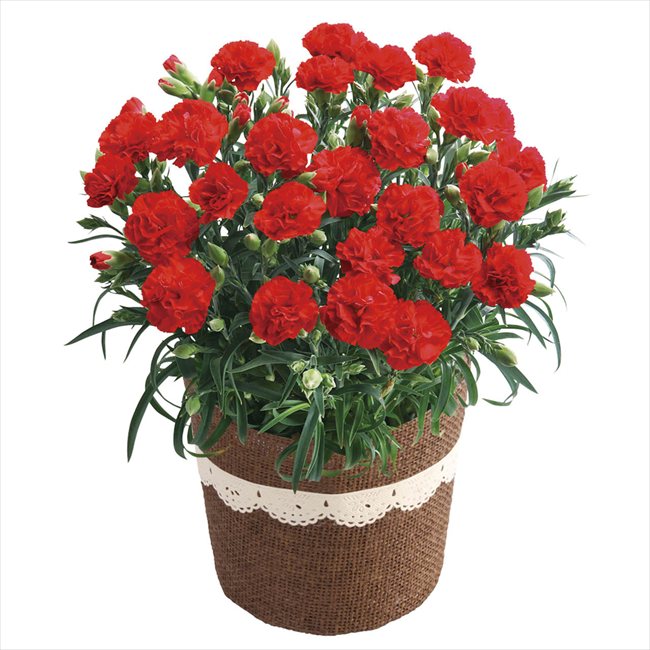 母の日 カーネーション・感謝の気持ち5号 ※お届け日5/8～10※日付指定不可 送料無料 母の日 父の日 ギフト お取り寄せ スイーツ