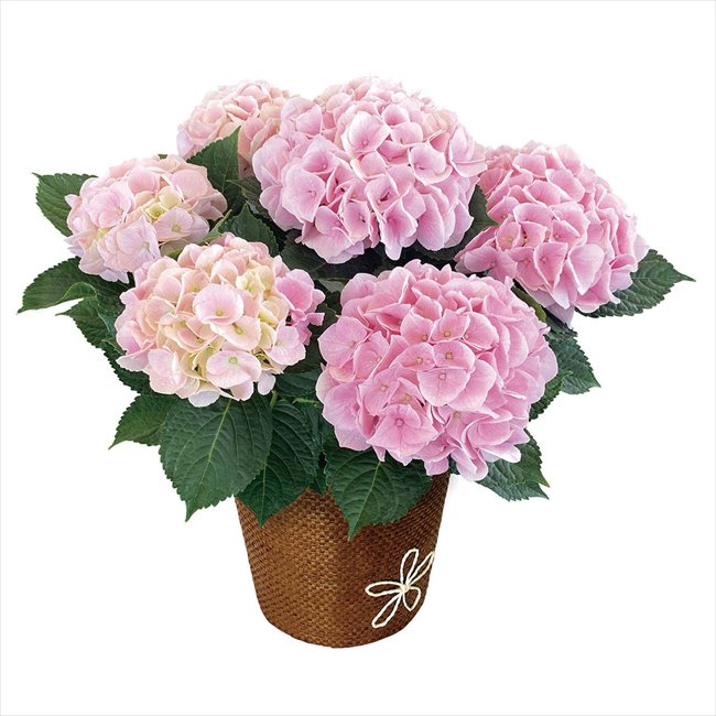 ����� �������� ���åȥ󥭥��ǥ�5�� �����Ϥ���5/8��10�����ջ����Բ� ����̵�� ����� ����� ���ե� ������ ��������