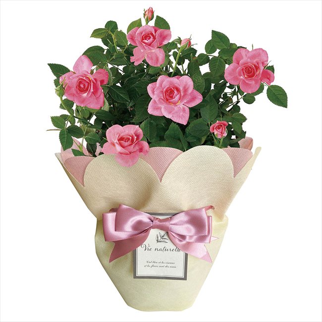 母の日 ミニバラ ピンク4号 ※お届け日5/8～10※日付指定不可 送料無料 母の日 父の日 ギフト お取り寄せ スイーツ