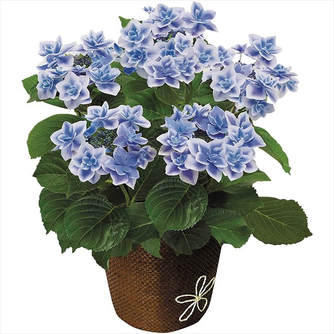 母の日 あじさい コンペイトウ5号 ※お届け日5/8〜10※日付指定不可 送料無料 母の日 父の日 ギフト お取..