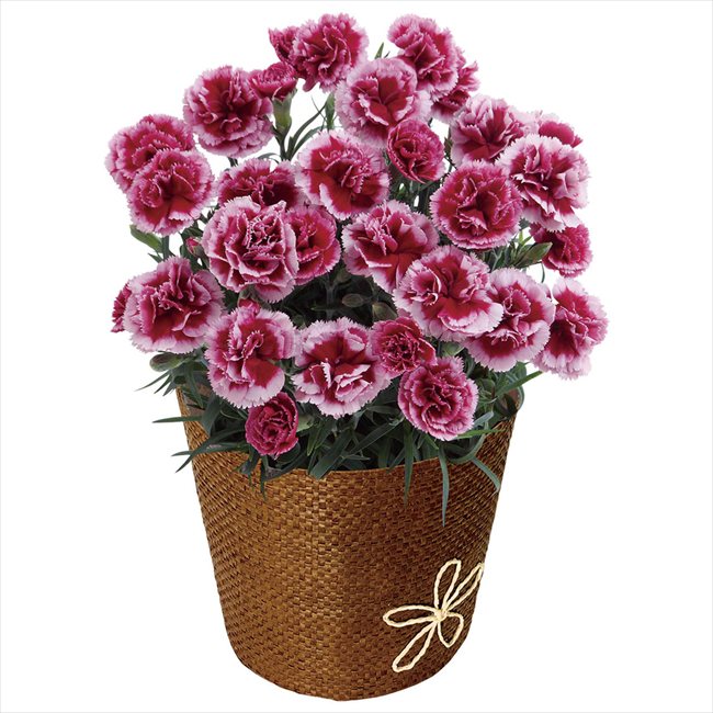 母の日 カーネーション・プラムタルト5号 ※お届け日5/8〜10※日付指定不可 送料無料 母の日 父の日 ギフ..