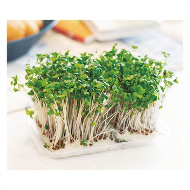 スプラウトブック 指定不可 景品 記念品 粗品 ノベルティ 名入れ 御挨拶 ご挨拶