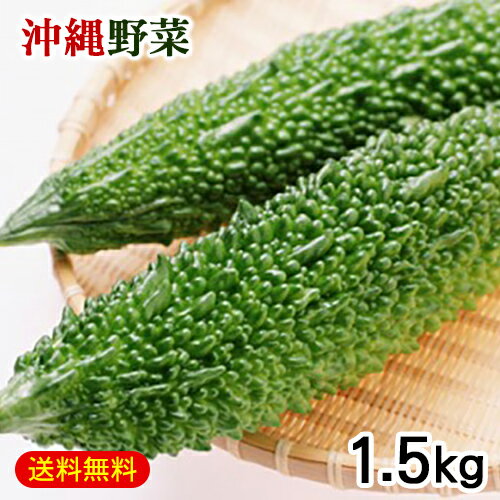 沖縄産 ゴーヤー 1.5kg　/ゴーヤ にがうり 沖縄野菜 生 冷蔵【FS】のサムネイル