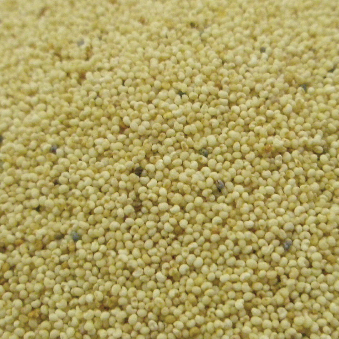ポピー シード ホール 20g|100g|500g [ドライハーブ]【公式】ハーブ専門店 カリス成城|ハーブティー ケシ アヘンゲシ オピアムポピー