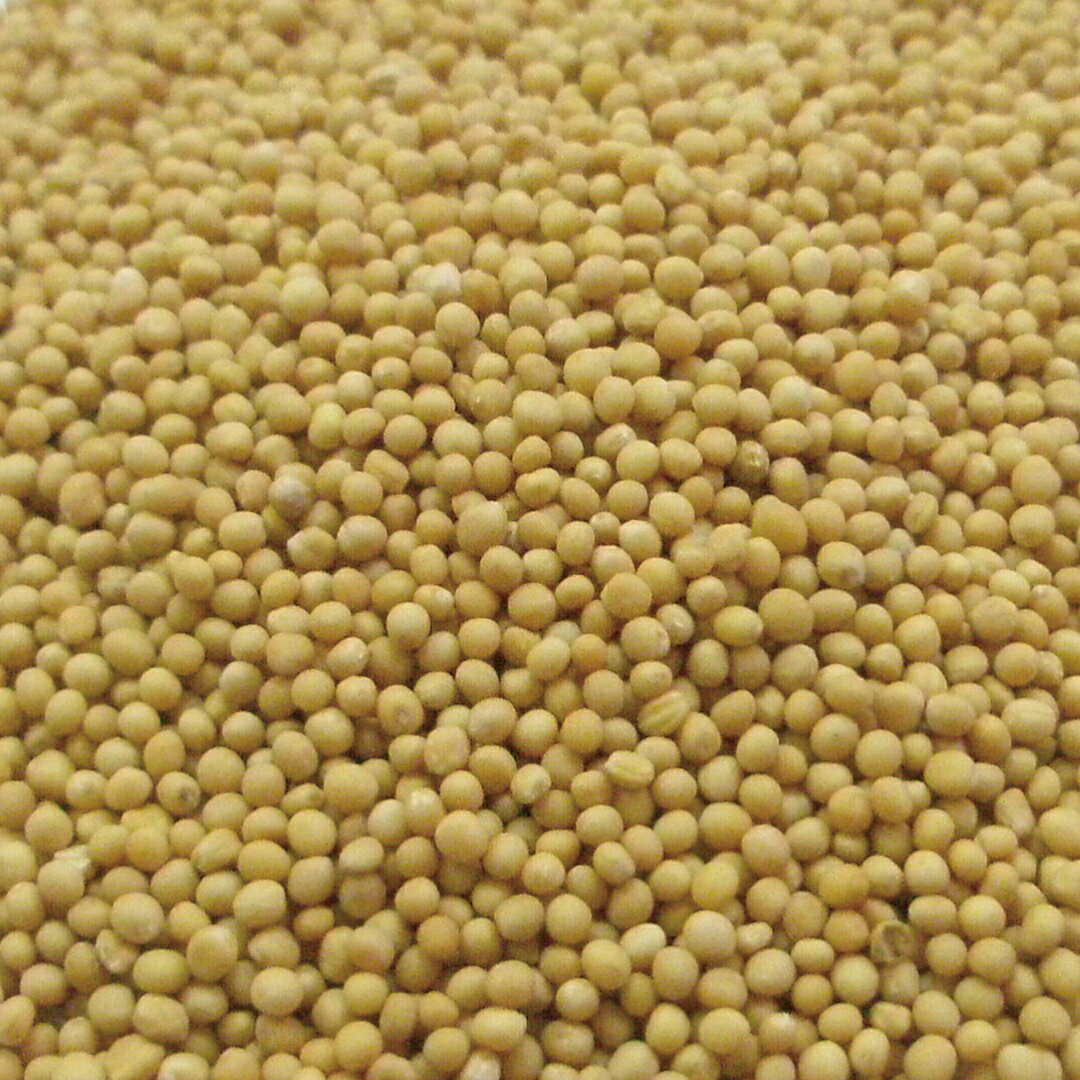 ޥ ۡ 20g|100g|500g [ɥ饤ϡ]ڸۥϡŹ ꥹ|ѥ