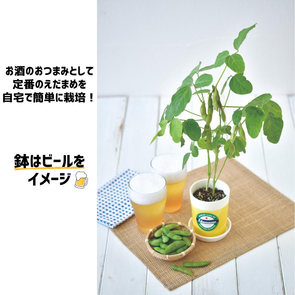 育てる枝豆 自宅で育てられる「えだ豆」の栽培キット 発売から約15年のロングセラ...