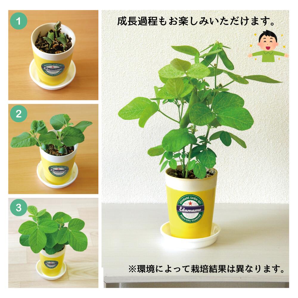 育てる枝豆 自宅で育てられる「えだ豆」の栽培キット 発売から約15年のロングセラ...