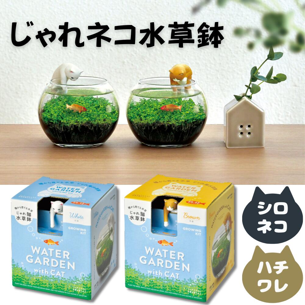 じゃれ猫水草鉢（みずくさばち）【柄2種】 ガラス鉢の中の金魚に興味津々の猫 つい水の中まで手が伸びて…そんな物語を本物の水草とともに育てる水草栽培キット 猫がちょっかいを出すと水面がゆらゆら揺れる卓上のミニアクアリウム サイズW103×D112×H117ミリ 聖新陶芸