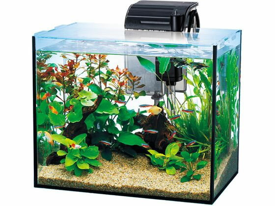 �ڥ�ӥ塼��Ƥ�100��OFF�����ݥ�ۡڤ����󤻡ۥ��ڥ��ȥ��֥�󥺥���ѥ� �ƥȥ� �����륰�饹�������ꥦ�� 300 ���� ������� ���å� �Ѿ޵� �ڥå� �������ꥦ��