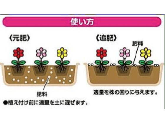 【レビュー投稿で100円OFFクーポン】【お取り寄せ】トムソン おいしい野菜を育てよ...