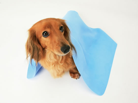 �ڥ�ӥ塼��Ƥ�100��OFF�����ݥ�ۡڤ����󤻡ۥ����ꥹ������� Ķ�ۿ�ڥå��ѥ����� M(40��60cm) CKT-M ���̥��å� �ڥå� ������ ���襰�å� �ڥåȥϥ���