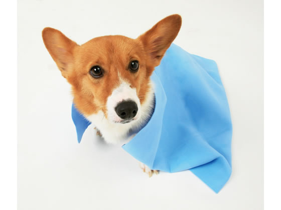 �ڥ�ӥ塼��Ƥ�100��OFF�����ݥ�ۡڤ����󤻡ۥ����ꥹ������� Ķ�ۿ�ڥå��ѥ����� L(60��80cm) CKT-L ���̥��å� �ڥå� ������ ���襰�å� �ڥåȥϥ���