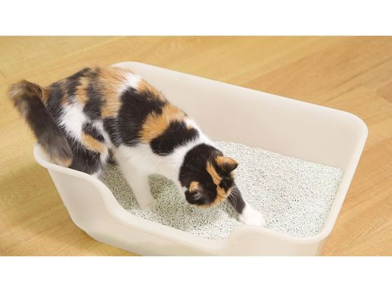 �ڥ�ӥ塼��Ƥ�100��OFF�����ݥ�ۥ饤���� �ð�ճ�ȯ �˥�����Ȥ뺽���� ǭ�ȥ��� 1�� �ȥ������� ǭ ����å��� �ڥå� �ȥ��쥿�꡼