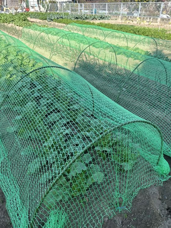 �ڳ�ŷ�����ѡ�SALE������ݥ����2�ܡ�2,000�ߥ����ݥ�ۡڤ����󤻡ۥҥ饫�� �դ�դ殺�꡼��ͥå� ��2m��5m QT-621 ��ݥ��å� ��� �����ǥ˥�