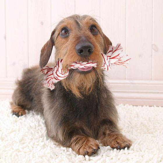 �ڥ�ӥ塼��Ƥ�100��OFF�����ݥ�ۡڤ����󤻡ۥ����ѡ�����å� ���ߤ��ߥ��åȥ� �Х˥�ι��S DM-504 ��ư��� ������� �� �ɥå��� �ڥå� ������ ���襰�å� �ڥåȥϥ���