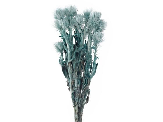 【レビュー投稿で100円OFFクーポン】【お取り寄せ】東京堂 ドライフラワー シルバーデージーミニ ペパ..