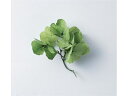 【お取り寄せ】YDM プリザーブドフラワー アジサイ パック ダークグリーン 花材 プリザーブドフラワー 花 フラワーアレンジメント材料