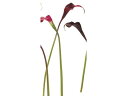 【スーパーSALE★クーポン&11日9:59迄ポイント2倍】 【お取り寄せ】東京堂 造花 ヴィンセントカラー S #3 RED 0 インテリア 枯れない 観葉植物 花材 フラワーアレンジメント フェイクフラワー 店舗装飾 花材 造花 花 フラワーアレンジメント材料