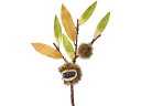 送料無料【お取り寄せ】東京堂 里山栗枝 BROWN FM006544 実もの フェイクフルーツ 造花 花 フラワーアレンジメント材料