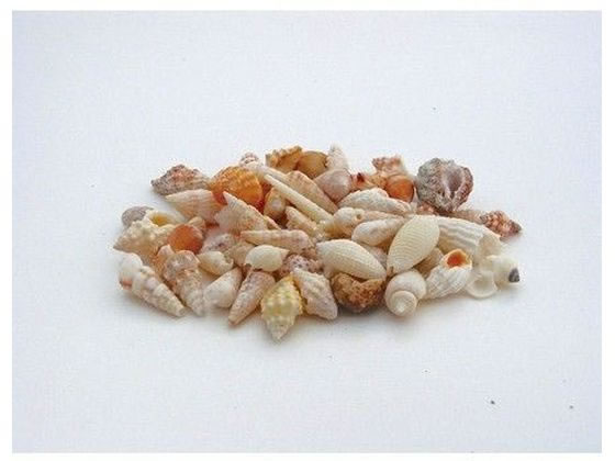 【お取り寄せ】松村工芸 ビーチシェル 120g NO.998/165-1109-0 フラワーアレンジ