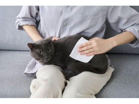 �ڥޥ饽�������ݥ����2�ܡۥ����ꥹ������� �ڥå��ѥȥ����ή���륦���åȥƥ��å��� 72���2�� ���̥��å� �ڥå� ������ ���襰�å� �ڥåȥϥ���